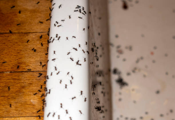 Best Insect Control  in Napoleon, OH