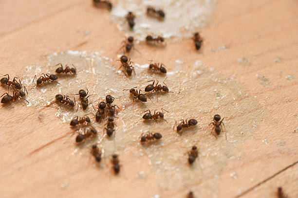 Best Wasp Removal Services  in Napoleon, OH