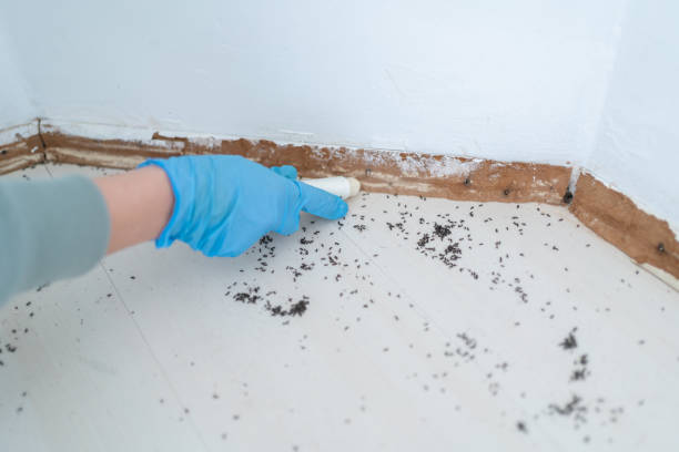 Best Ant Control Services  in Napoleon, OH